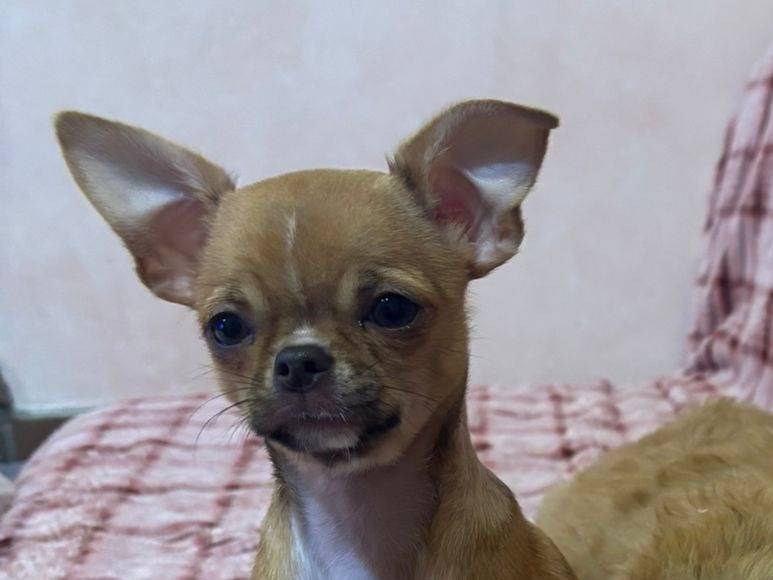 Adozione cane, maschio, Chihuahua Razza sconosciuta, 5 mesi, taglia piccola, Messina