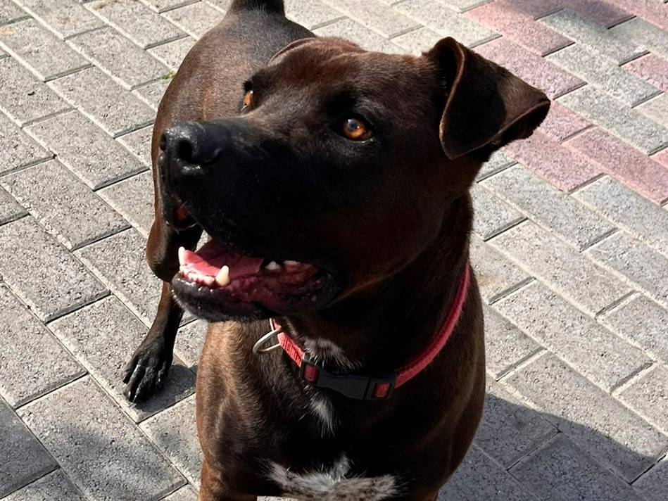 Adozione cane, maschio, Razza sconosciuta Razza sconosciuta, 3 anni e 11 mesi, taglia media, Milano