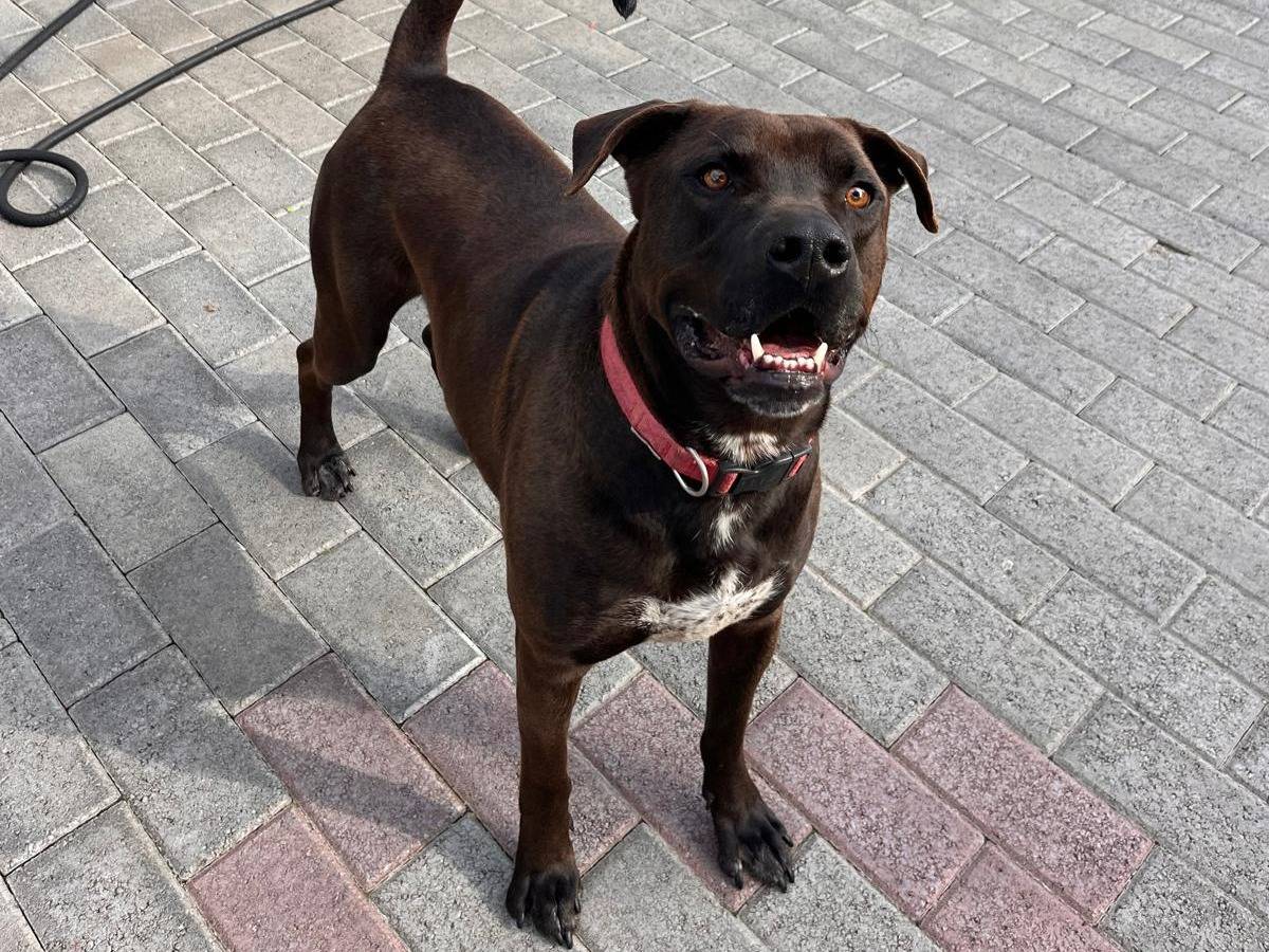 Adotta un cane, maschio, 3 anni e 11 mesi, Milano