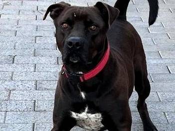 Adotta un cane, taglia media, maschio, Milano