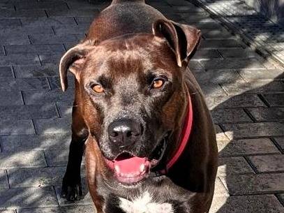 Vuoi adottare un cane a Milano?