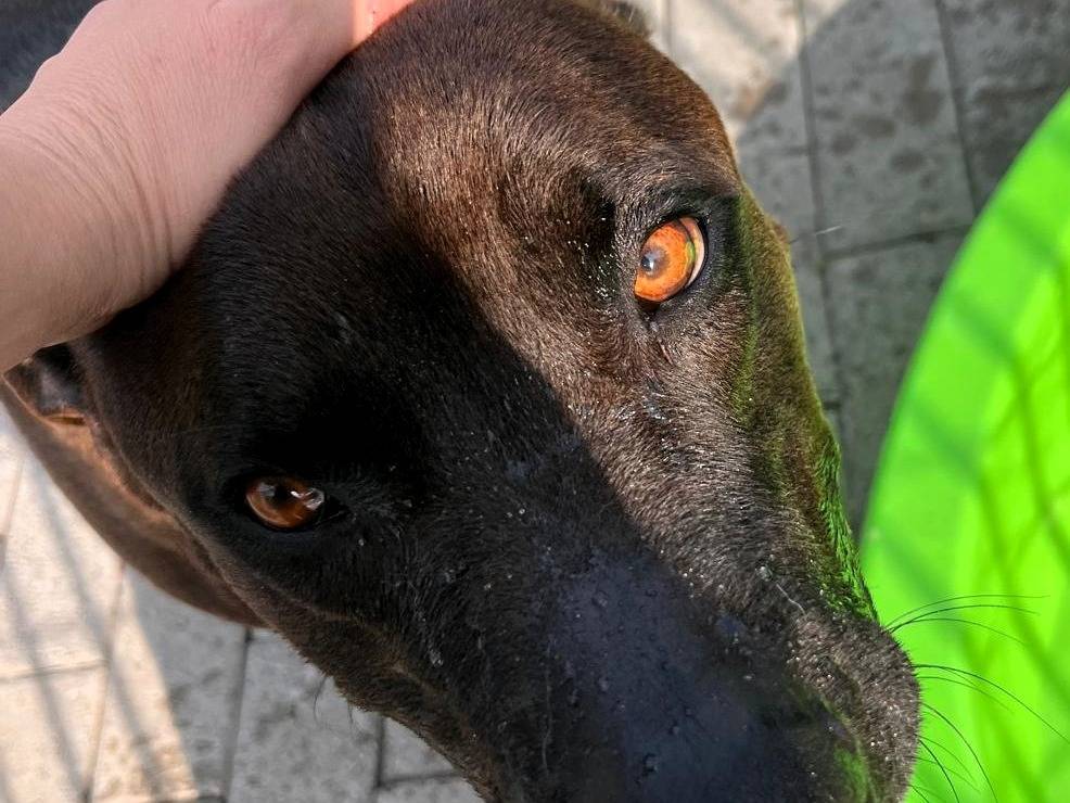 Adotta il cane NIGEL a Milano