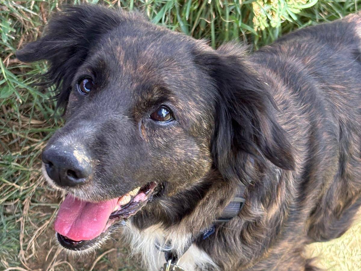 Adozione cane, femmina, Razza sconosciuta Razza sconosciuta, 11 anni e 4 mesi, taglia media, Pisa