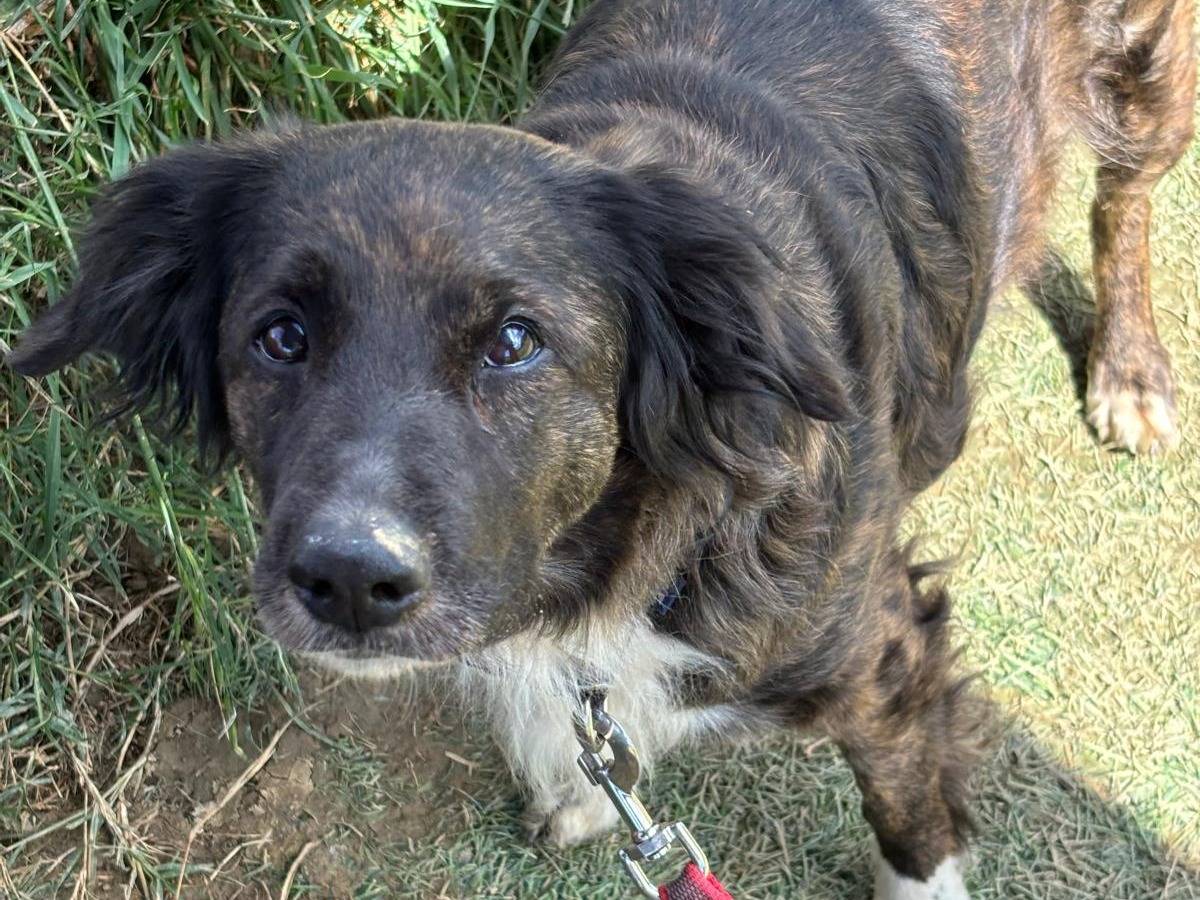 Adotta un cane, femmina, 11 anni e 4 mesi, Pisa