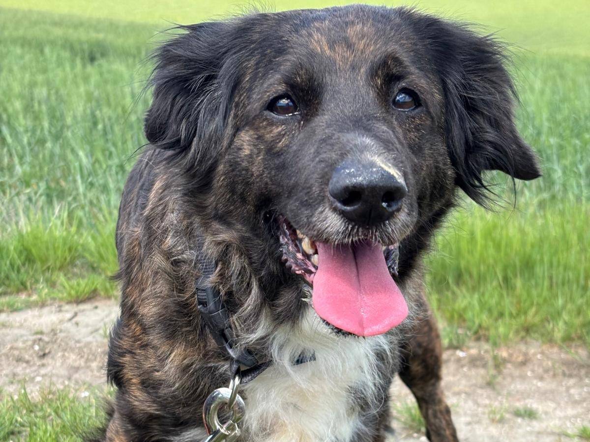 Adotta un cane, taglia media, femmina, Pisa