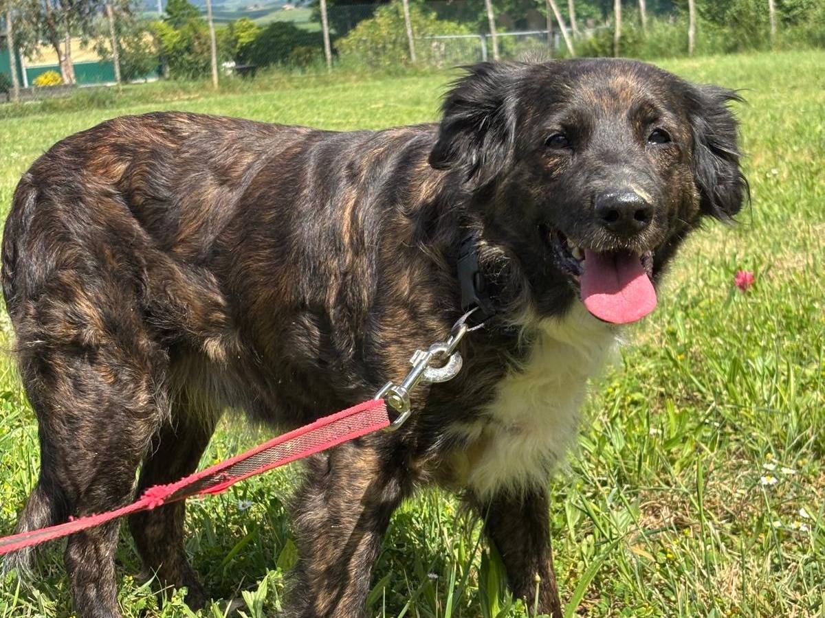 Vuoi adottare un cane a Pisa?