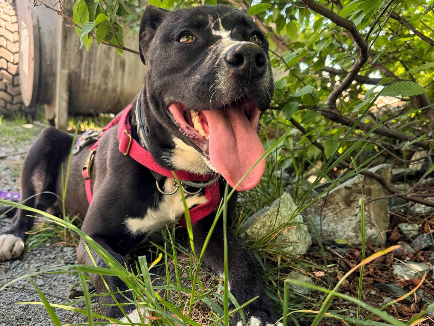Adozione cane, maschio, Pitbull Razza sconosciuta, 2 anni e 3 mesi, taglia media, Genova