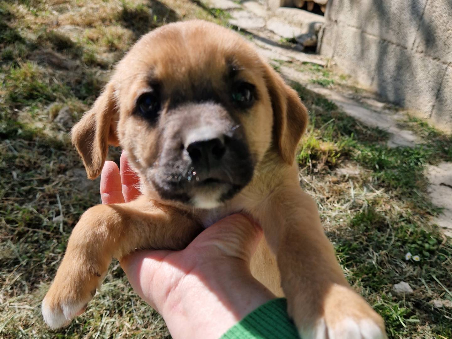 Adozione cane, femmina, Razza sconosciuta Razza sconosciuta, 3 mesi, taglia media contenuta, Frosinone