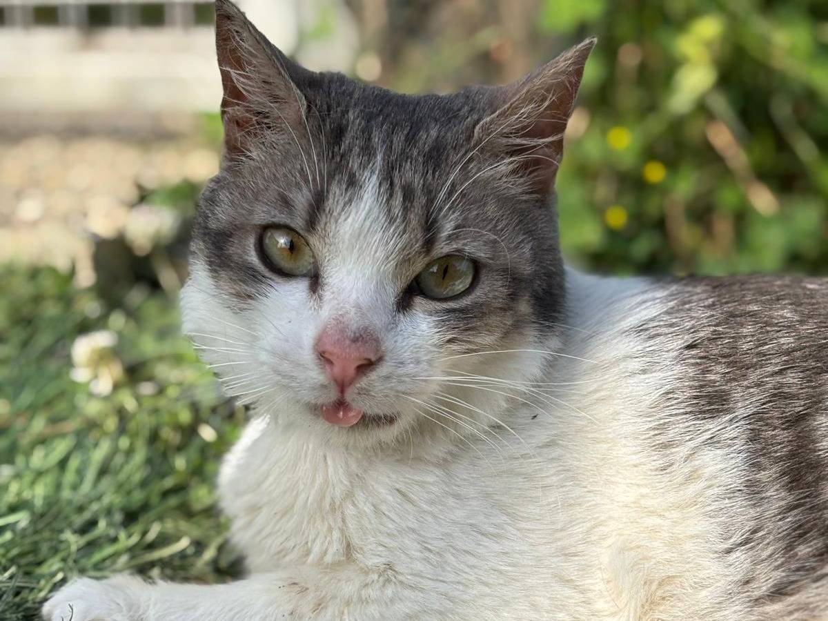 Adozione gatto, maschio, Razza sconosciuta Razza sconosciuta, 2 anni e 4 mesi, taglia non valida, Pisa