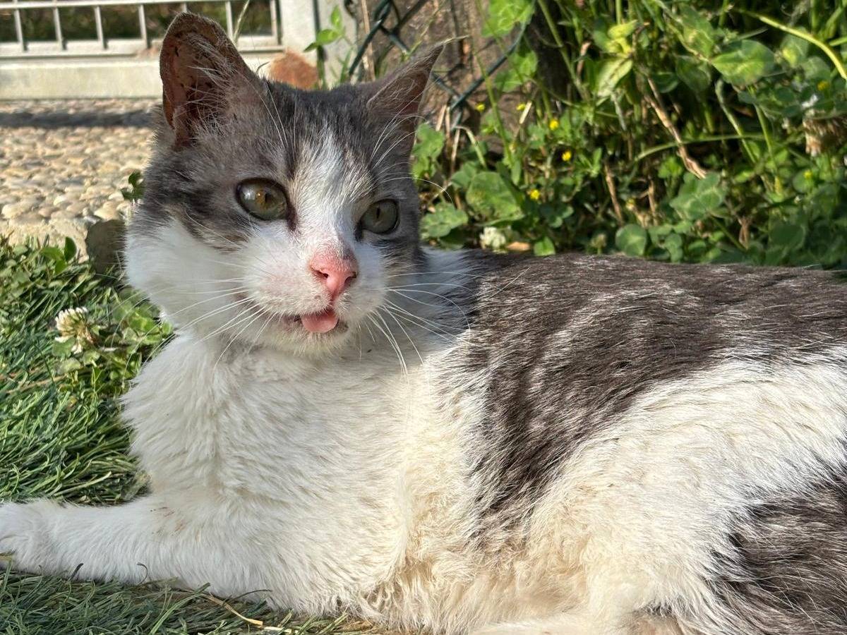 Adotta un gatto, maschio, 2 anni e 4 mesi, Pisa