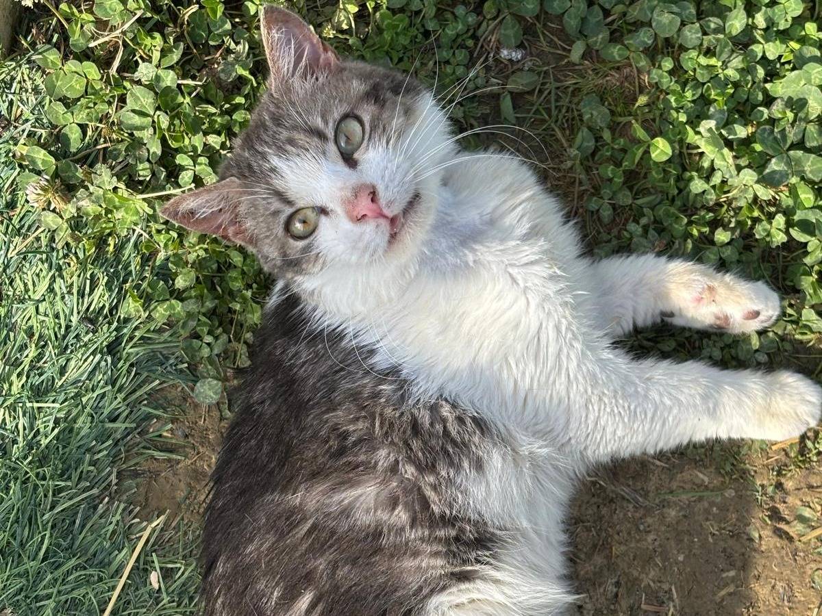 Adotta un gatto, taglia non valida, maschio, Pisa