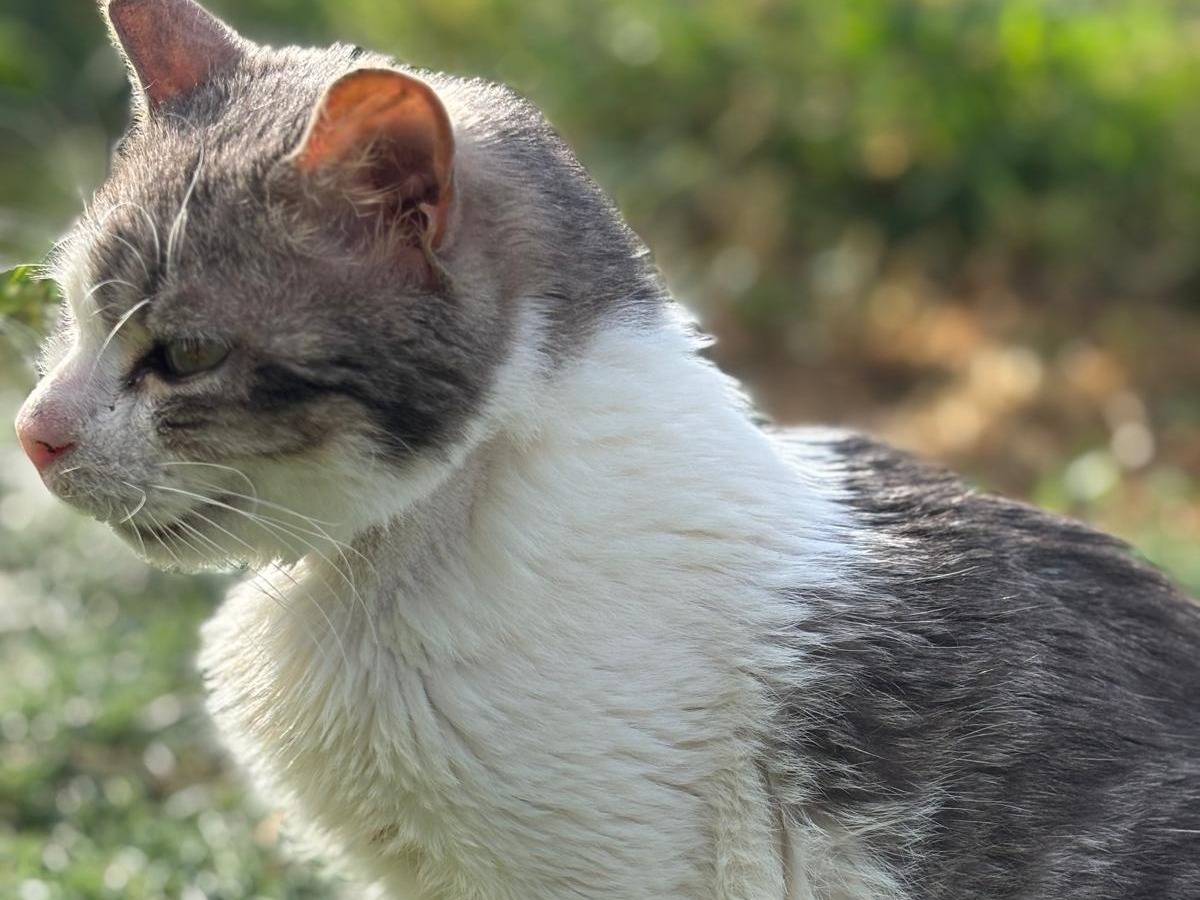 Vuoi adottare un gatto a Pisa?