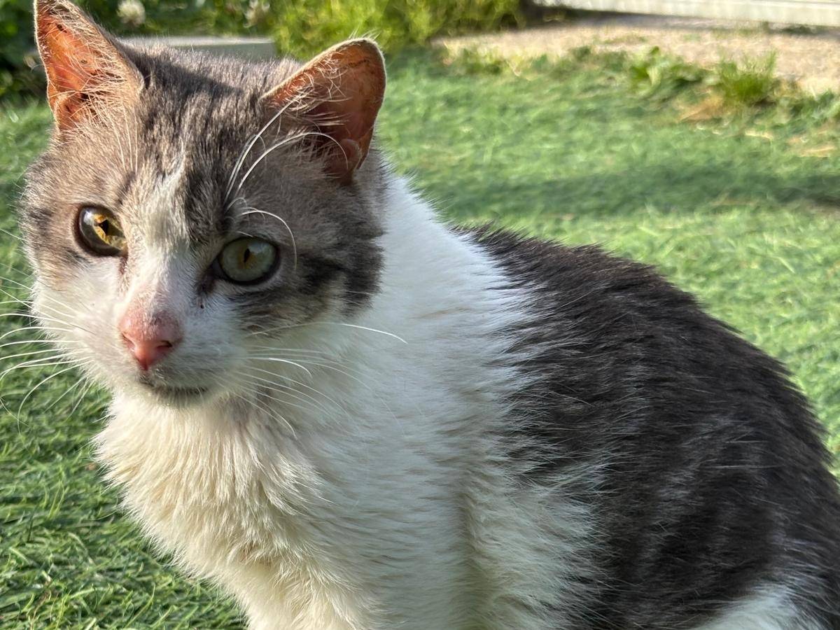Adotta il gatto Pierino a Pisa