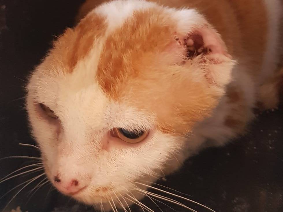 Vuoi adottare un gatto a Milano?