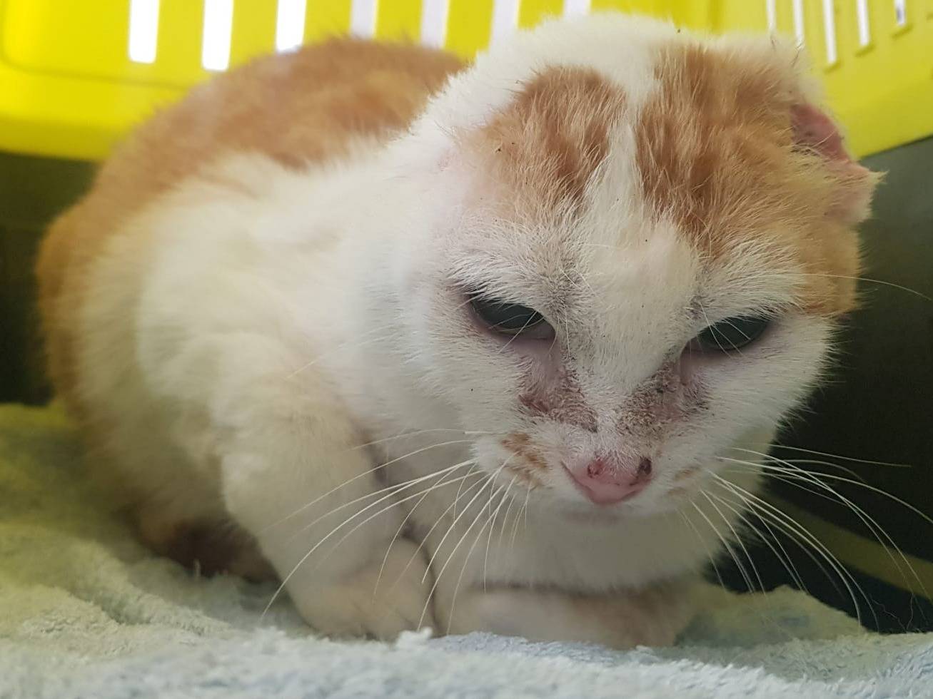 Adotta il gatto Angelina a Milano