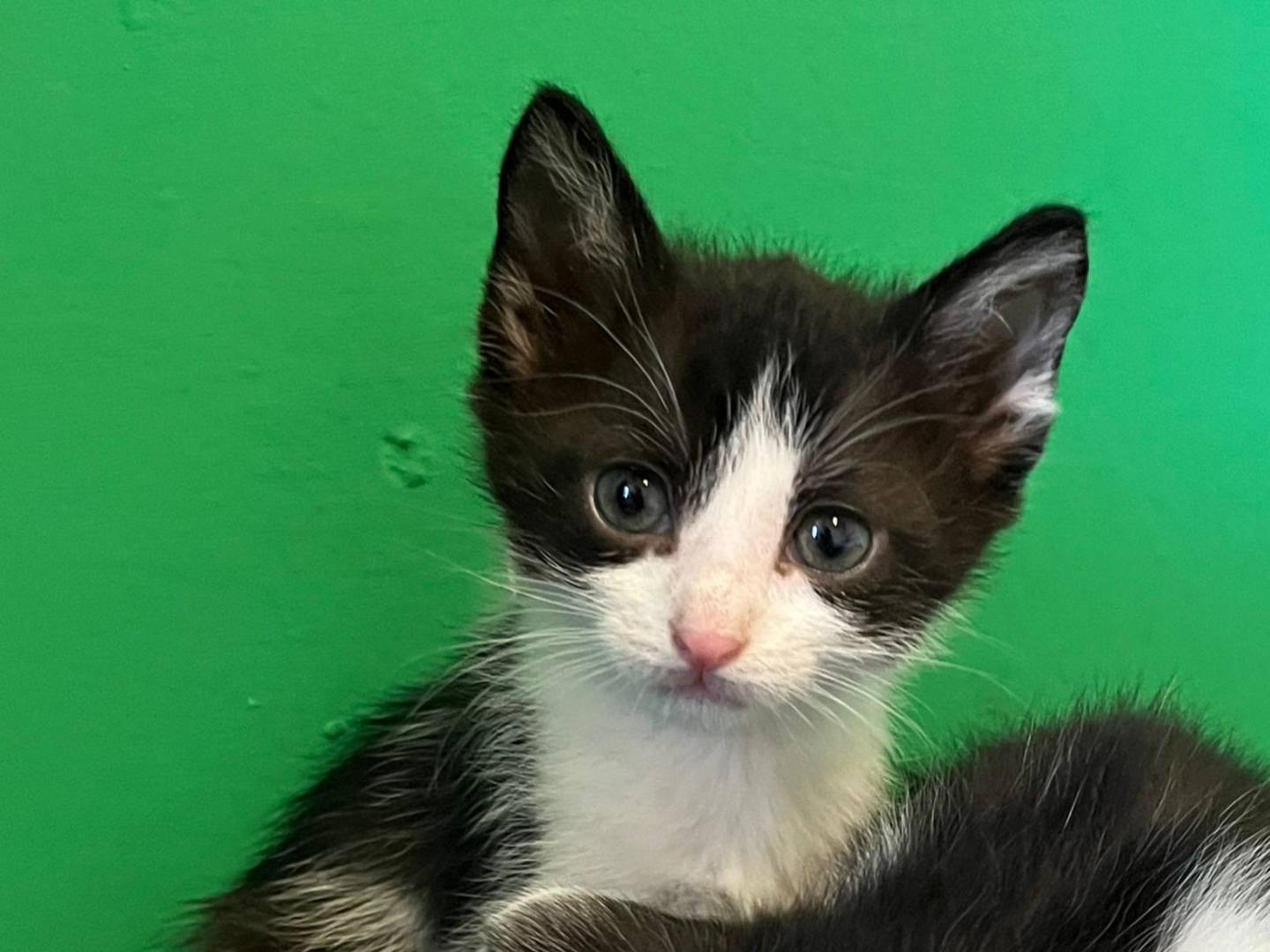 Adotta il gatto Angioletti a Brescia