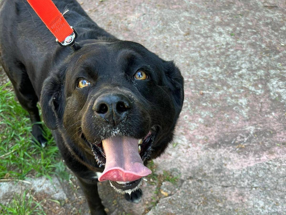 Adozione cane, femmina, Labrador Retriever Razza sconosciuta, 5 anni e 4 mesi, taglia grande, Milano
