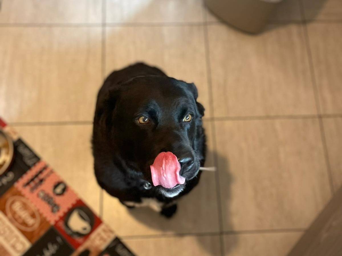 Adotta un cane, femmina, 5 anni e 4 mesi, Milano