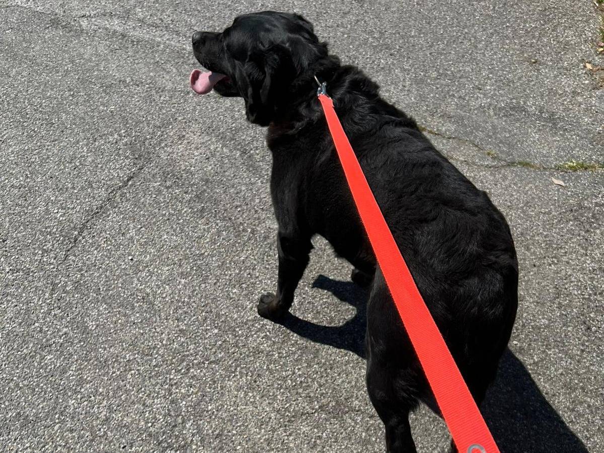 Adotta un cane, taglia grande, femmina, Milano