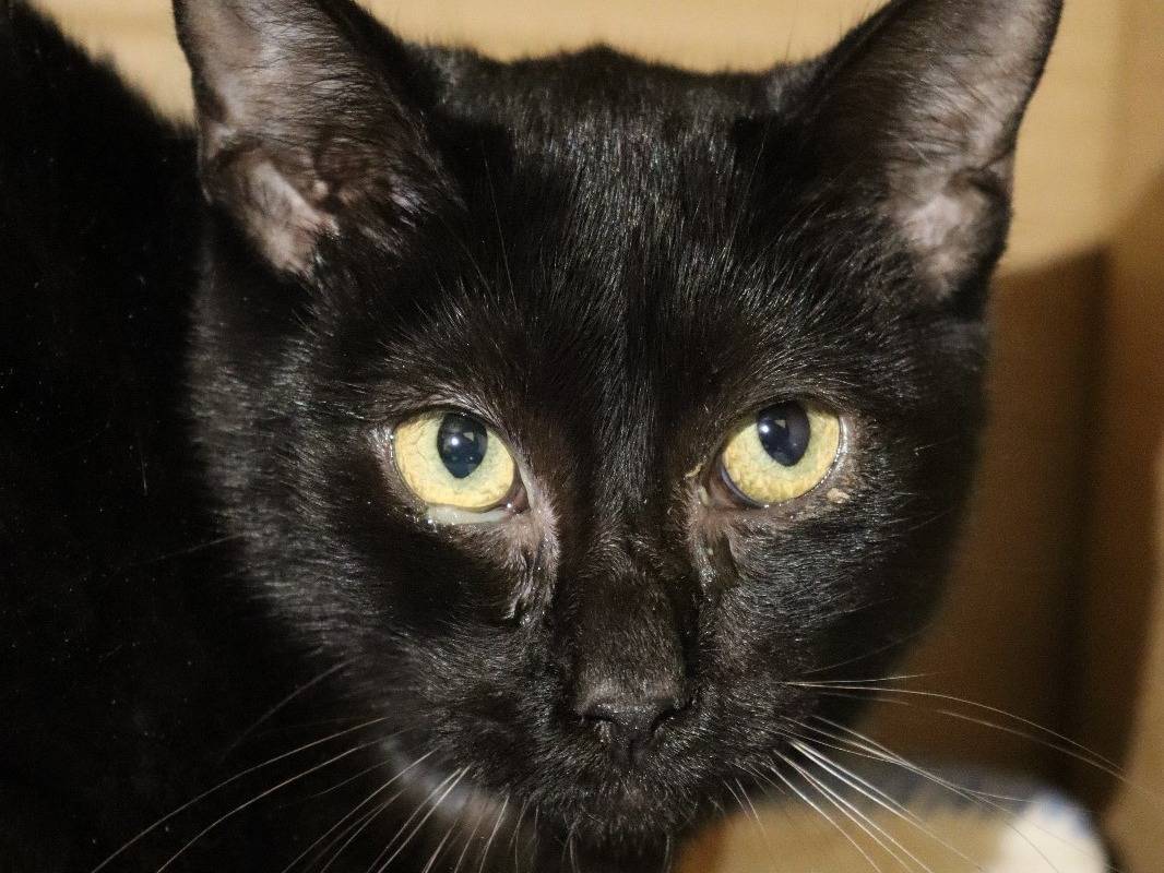 Adozione gatto, maschio, Razza sconosciuta Razza sconosciuta, 1 anno e 11 mesi, taglia non valida, Milano