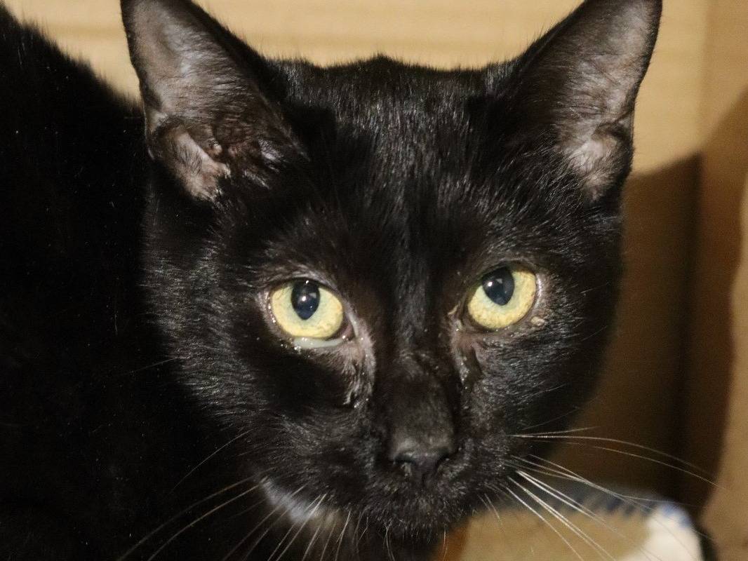 Adotta un gatto, maschio, 1 anno e 11 mesi, Milano