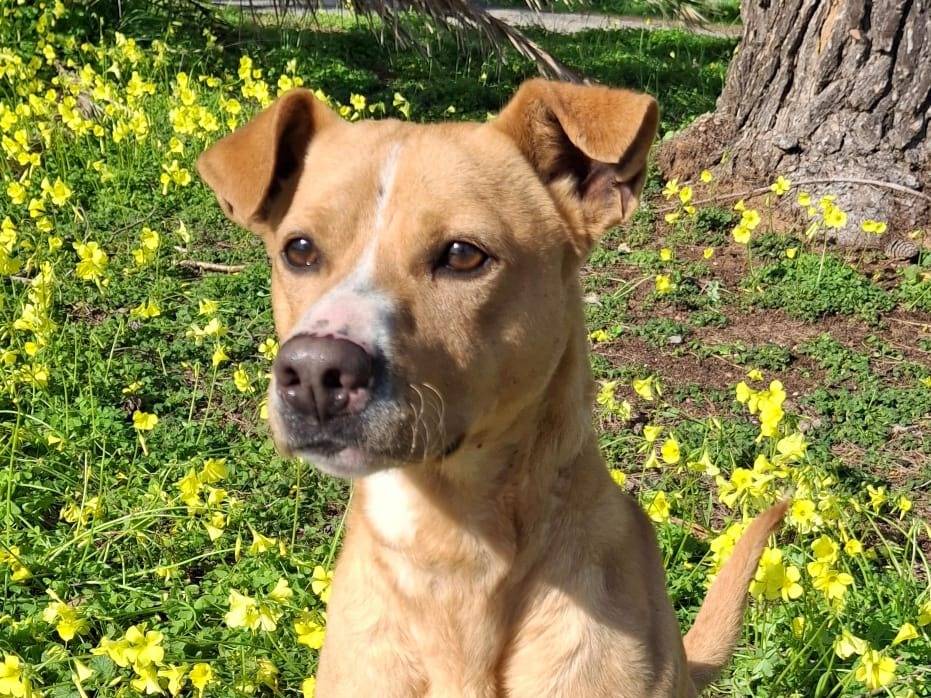 Vuoi adottare un cane a Crotone?