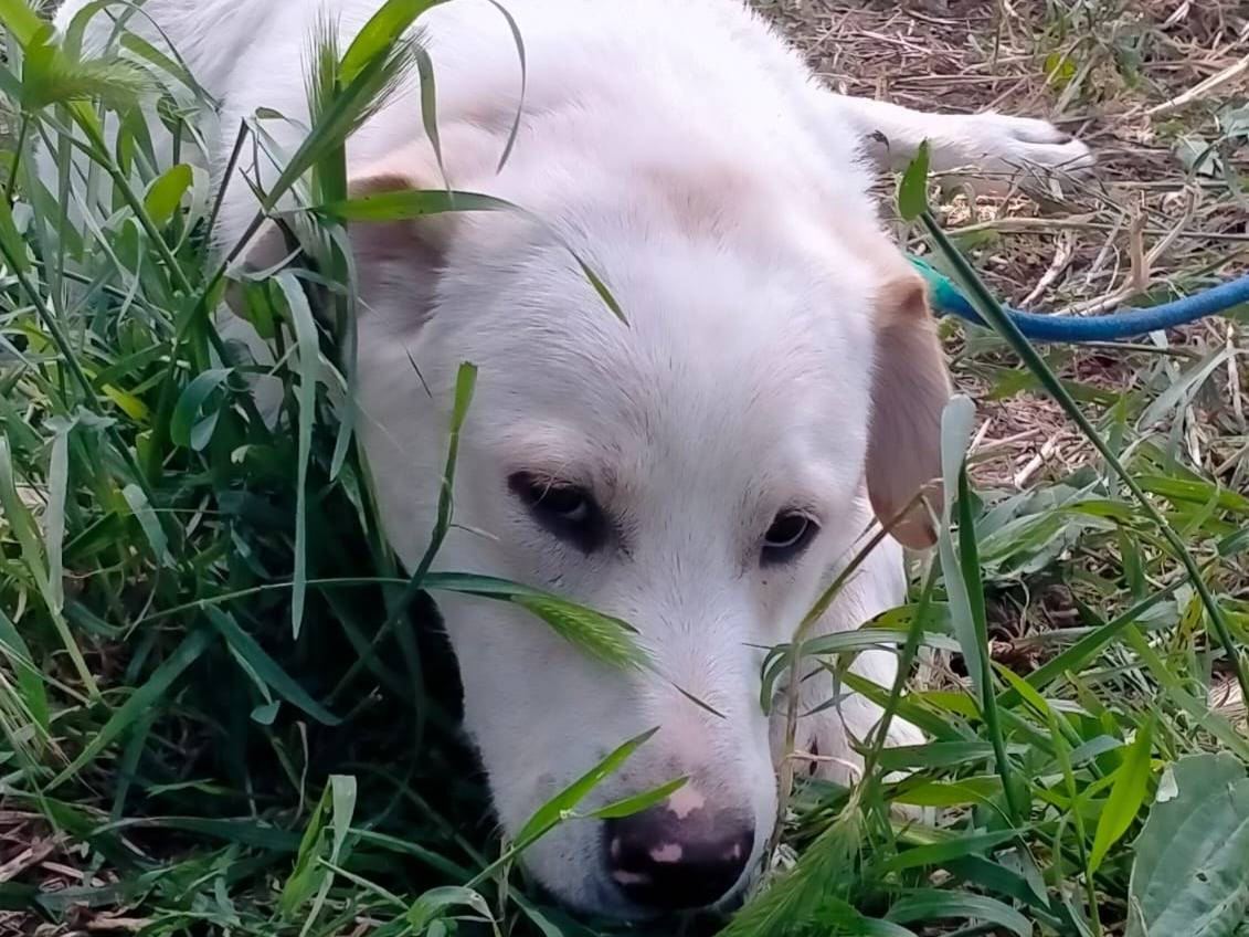 Adozione cane, maschio, Labrador Retriever Razza sconosciuta, 8 mesi, taglia grande, Varese