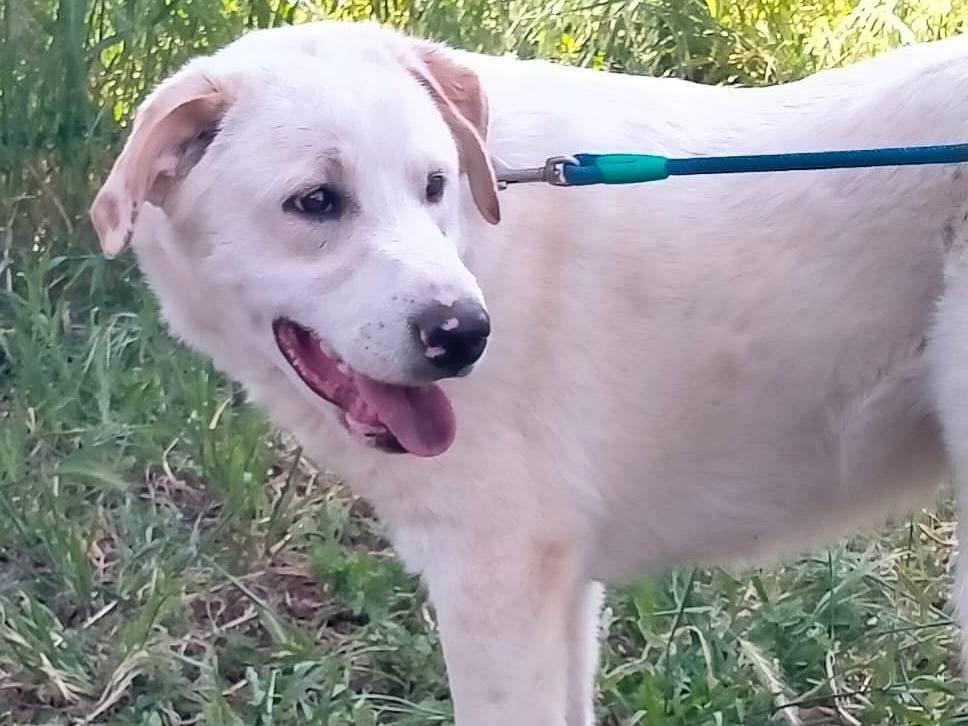 Adotta un cane, maschio, 8 mesi, Varese