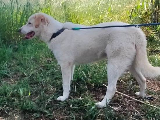 Adotta un cane, taglia grande, maschio, Varese