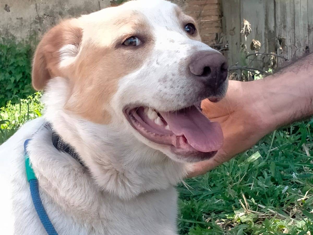 Adozione cane, maschio, Labrador Retriever Razza sconosciuta, 8 mesi, taglia grande, Varese
