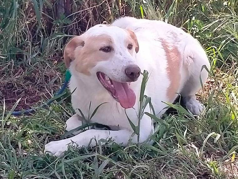Adotta un cane, taglia grande, maschio, Varese