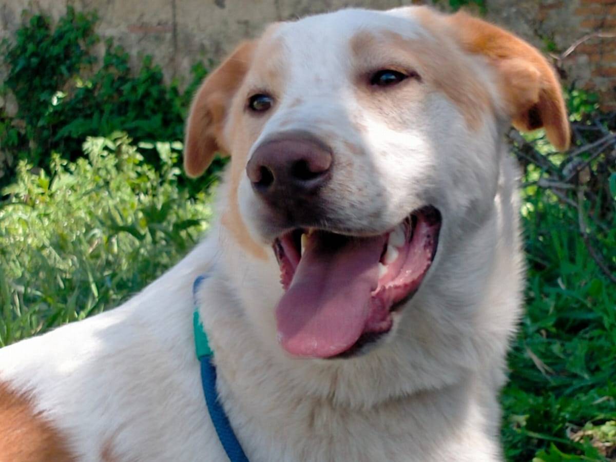 Adotta un cane, maschio, 8 mesi, Varese