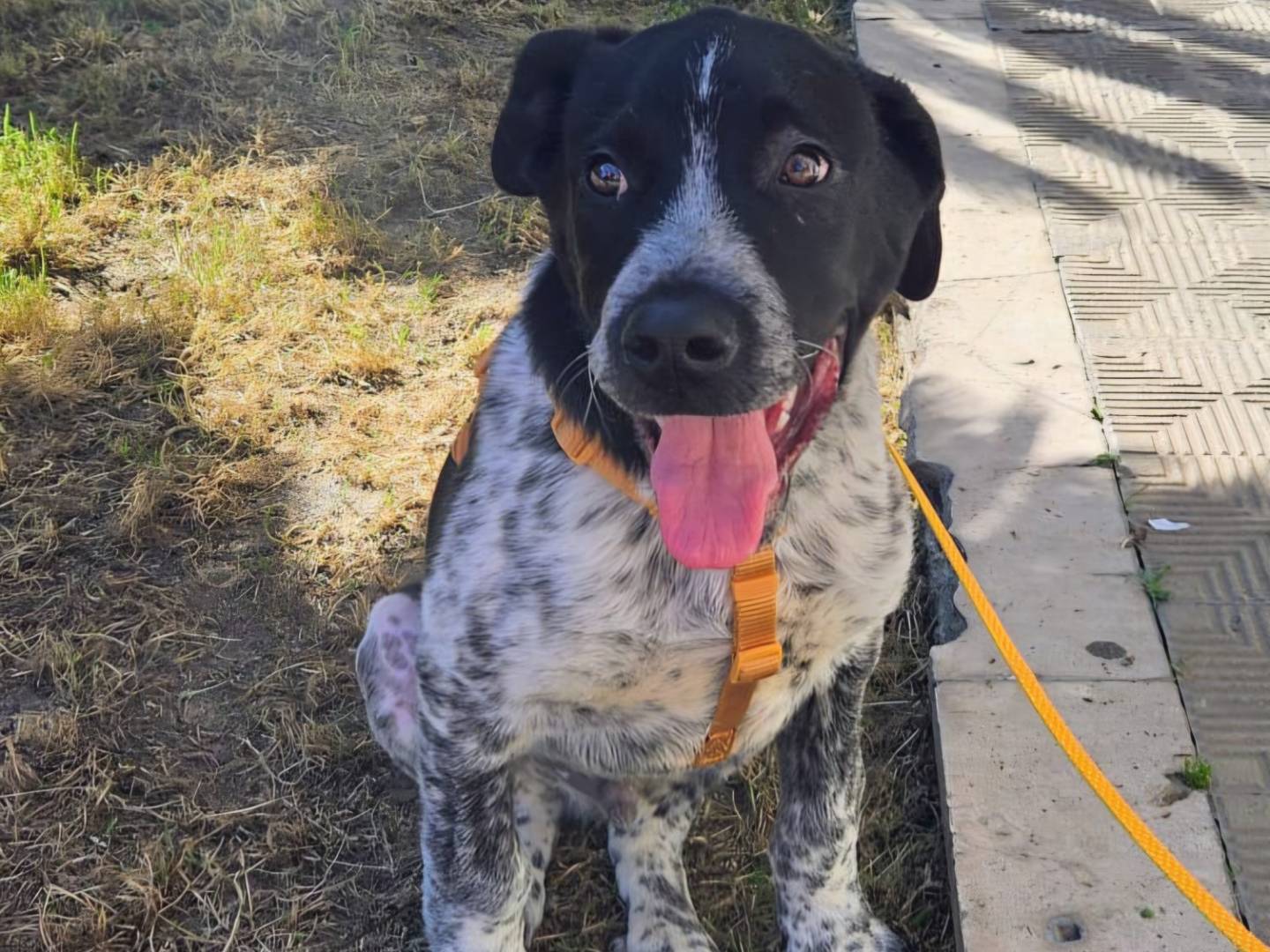 Adozione cane, maschio, Razza sconosciuta Razza sconosciuta, 4 mesi, taglia media, Varese
