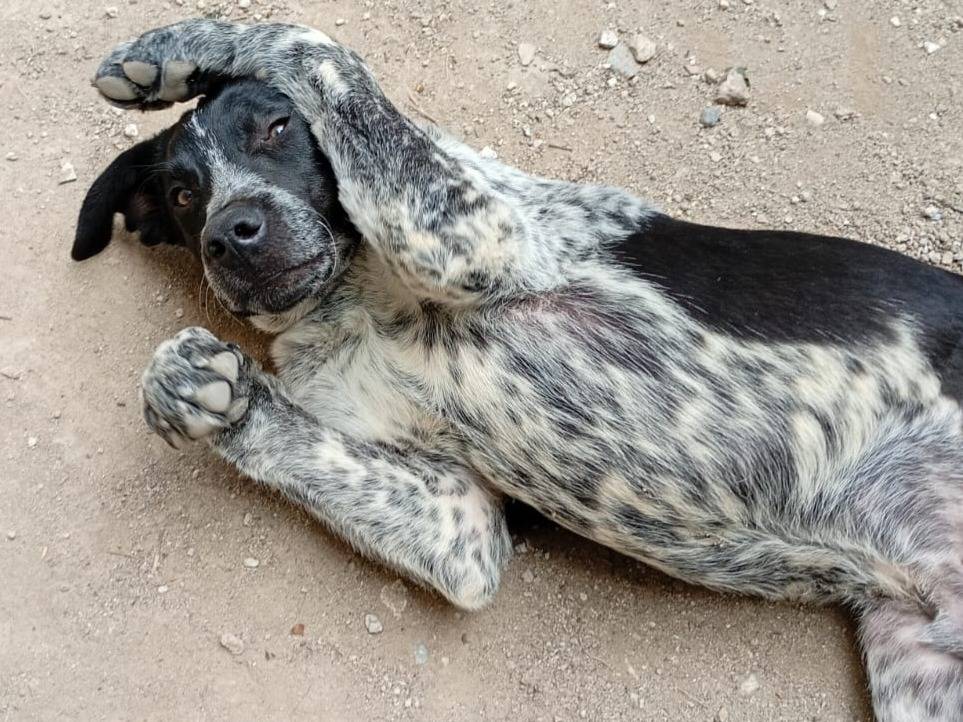 Adotta un cane, maschio, 4 mesi, Varese
