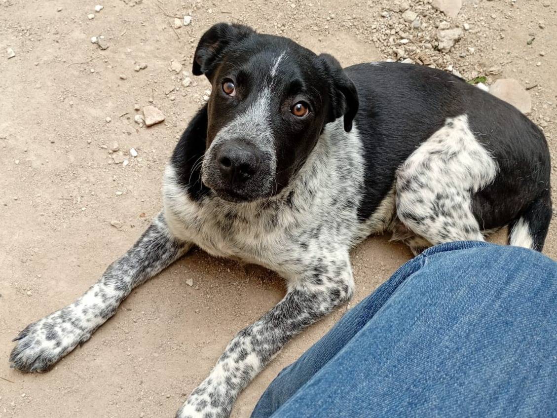 Vuoi adottare un cane a Varese?