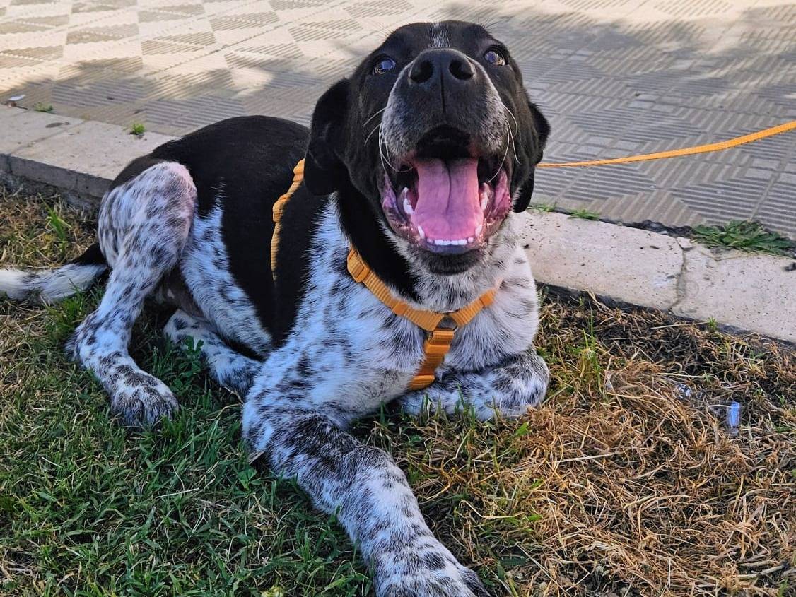 Adotta il cane YUKI ASPETTA UNA MAMMA  a Varese