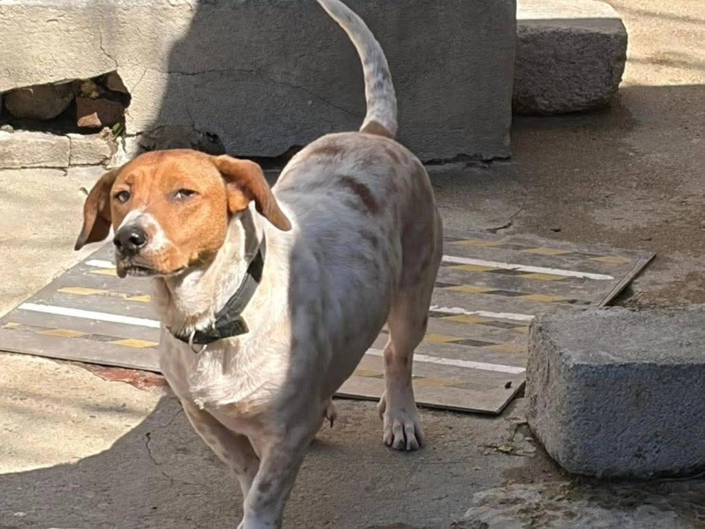 Adozione cane, femmina, Razza sconosciuta Razza sconosciuta, 3 anni e 4 mesi, taglia piccola, Torino