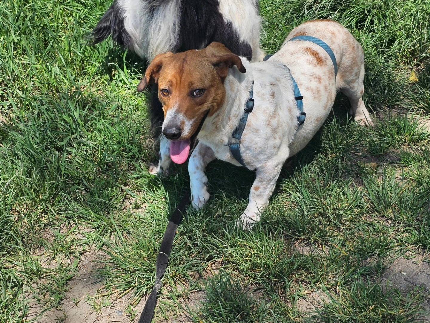 Adotta un cane, femmina, 3 anni e 4 mesi, Torino