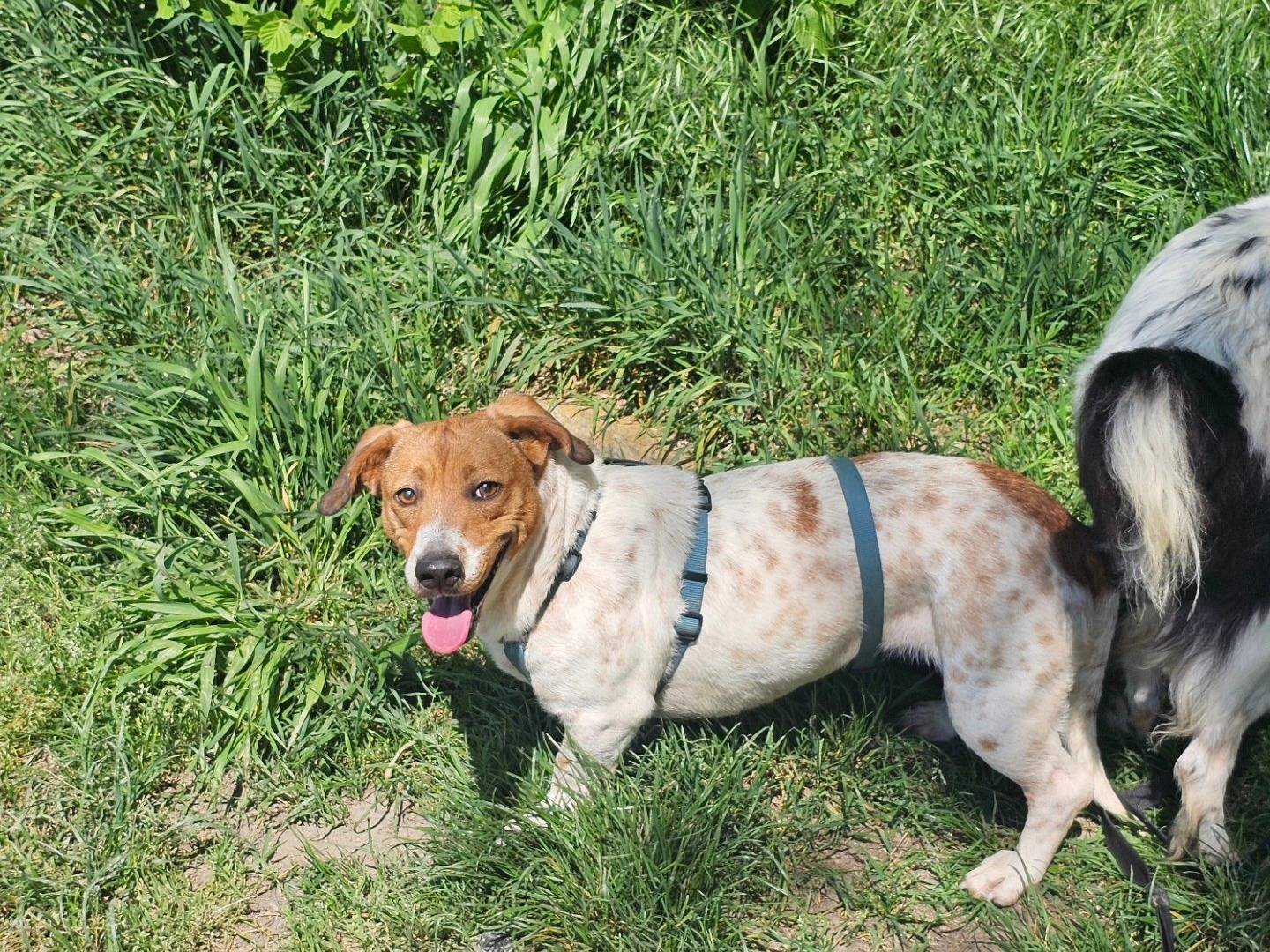 Adotta un cane, taglia piccola, femmina, Torino