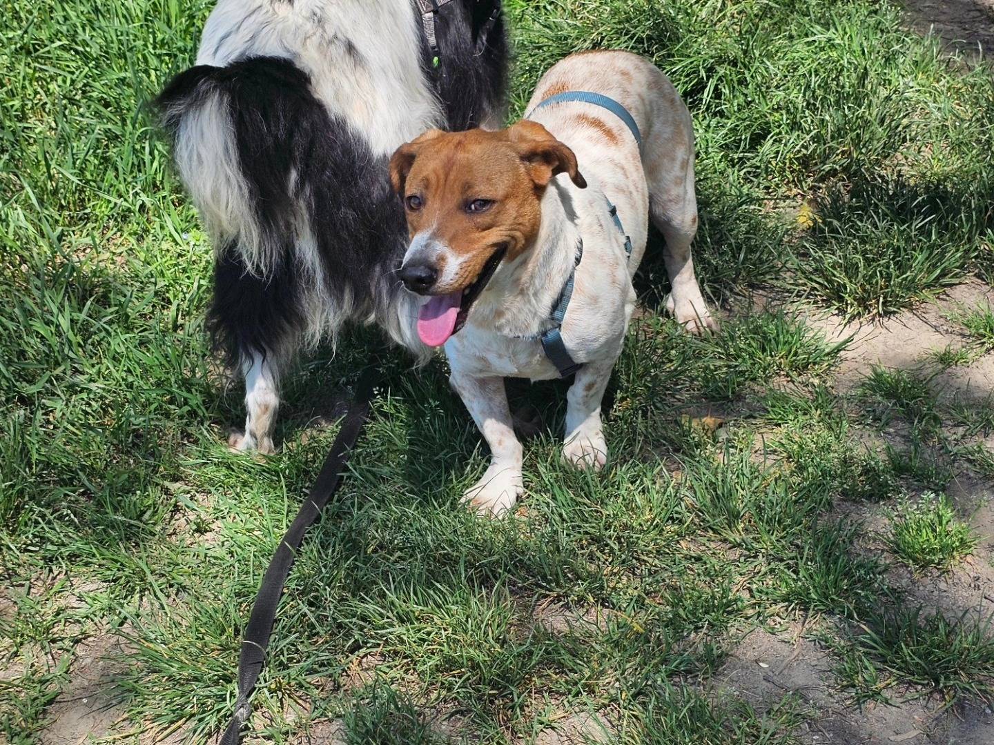 Vuoi adottare un cane a Torino?