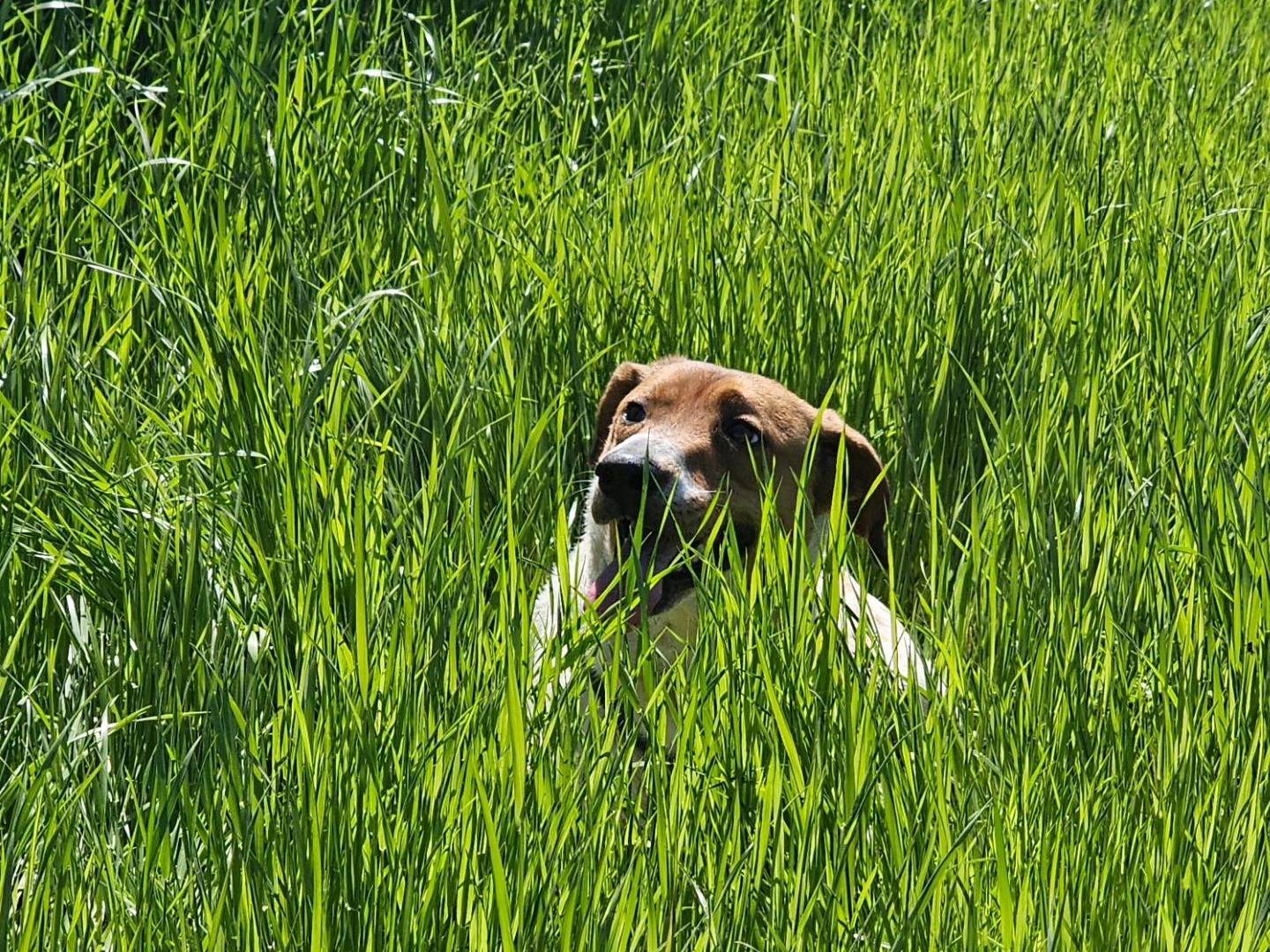Adotta il cane CARLOTTA a Torino