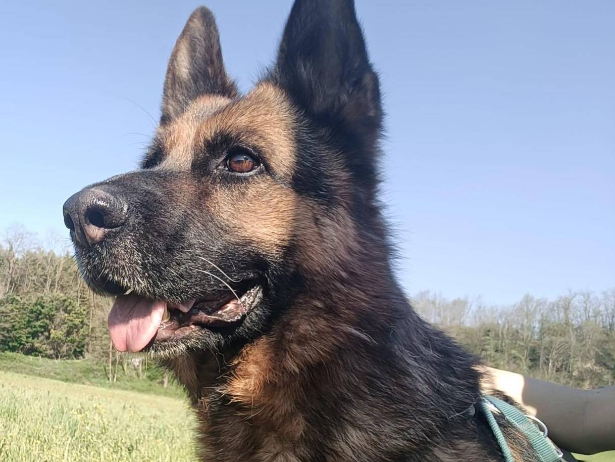 Adozione cane, femmina, Pastore tedesco Razza sconosciuta, 3 anni e 4 mesi, taglia grande, Torino