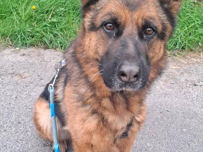 Adotta un cane, taglia grande, femmina, Torino