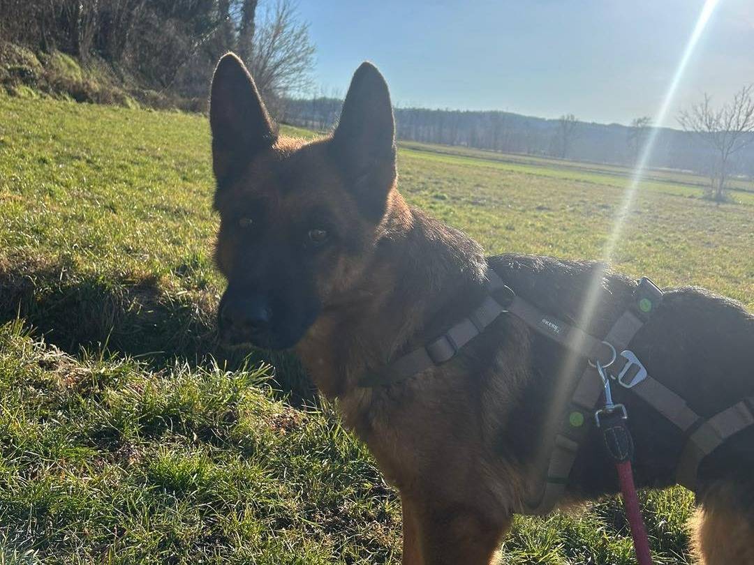 Vuoi adottare un cane a Torino?