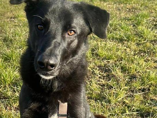 Adozione cane, maschio, Razza sconosciuta Razza sconosciuta, 1 anno e 8 mesi, taglia media, Torino