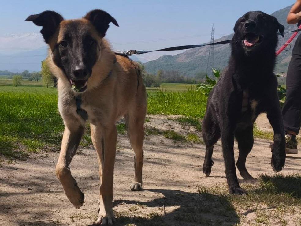 Adotta un cane, maschio, 1 anno e 8 mesi, Torino