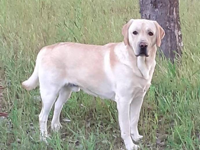 Adozione cane, maschio, Labrador Retriever Razza sconosciuta, 6 anni e 4 mesi, taglia gigante, Torino