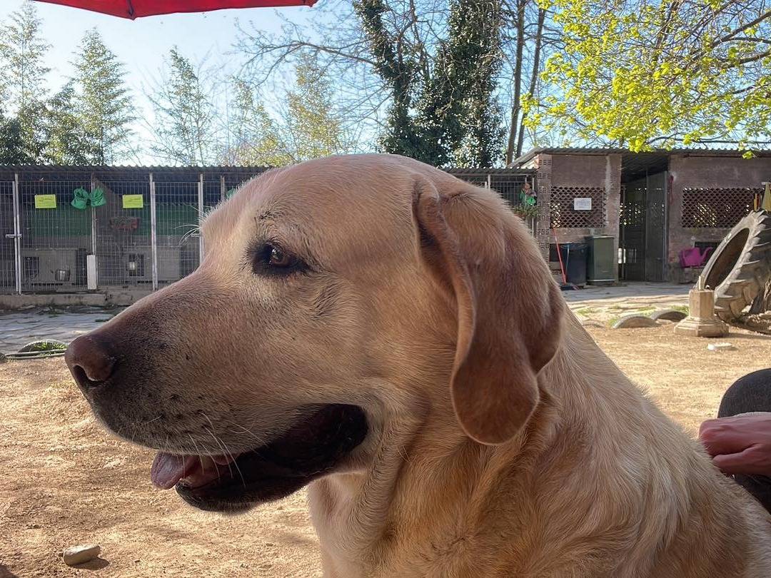 Adotta un cane, maschio, 6 anni e 4 mesi, Torino