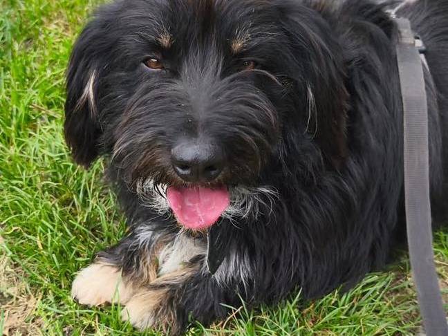 Adozione cane, maschio, Razza sconosciuta Razza sconosciuta, 1 anno e 8 mesi, taglia media contenuta, Torino