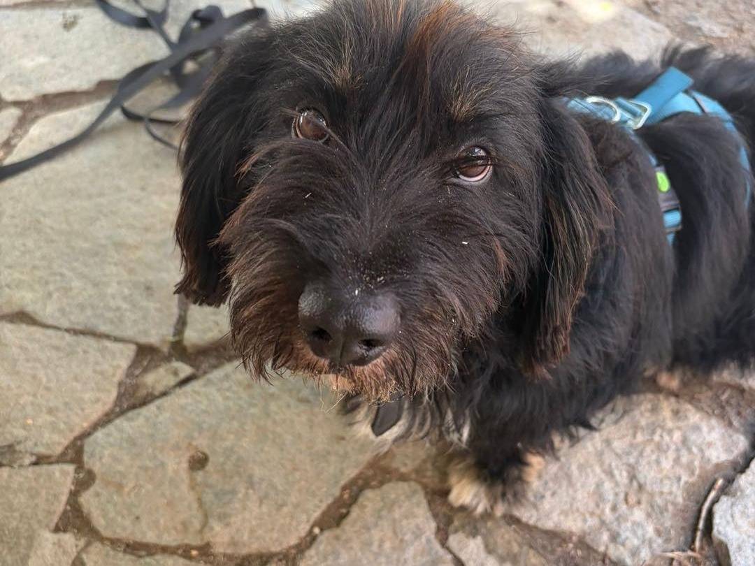 Adotta un cane, maschio, 1 anno e 8 mesi, Torino